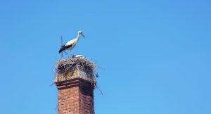 Cigogne blanche debout sur un imposant nid de branchages au sommet d'une cheminée