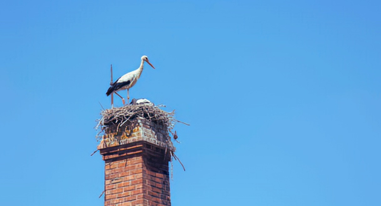 Cigogne blanche debout sur un imposant nid de branchages au sommet d'une cheminée